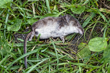 Dead shrew lying on the grass.