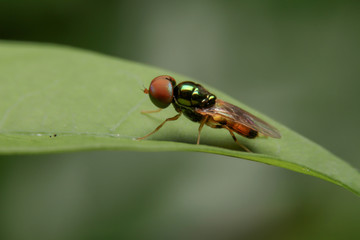 the close up image of flies on leave.