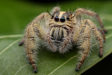 close up to Spiders in the forest.