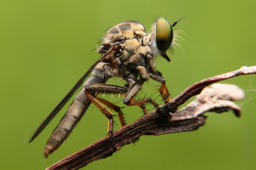close up to robber flies or assassin fly waiting in ambush for i