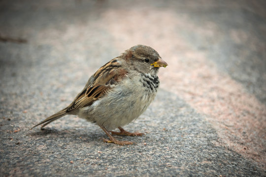Sparrow in the city
