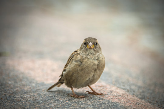 Sparrow in the city