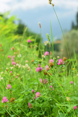 Alpine grass and herbs  on a background of mountains in the fog in soft focus