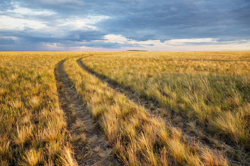 Turn of rural road in the Great Kazakh steppe, Kazakhstan, Central Asia - 118916192