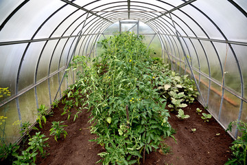 Tomato plants in vegetable greenhouse - 118916331