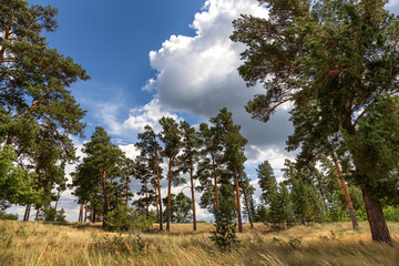 Pine forest and clouds in the sky