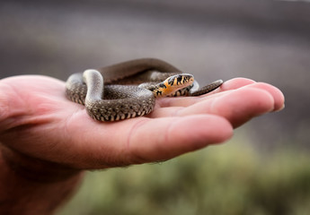Small non-poisonous grass snake on the man's palm
- 118916354
