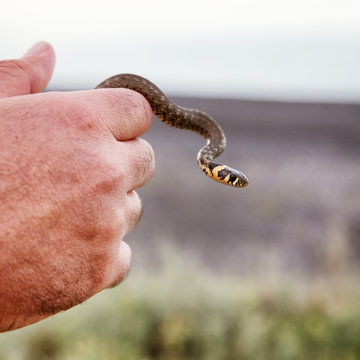 Small non-poisonous grass snake on the man's palm
