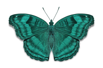 Obraz premium Czekoladowy motyl bratek