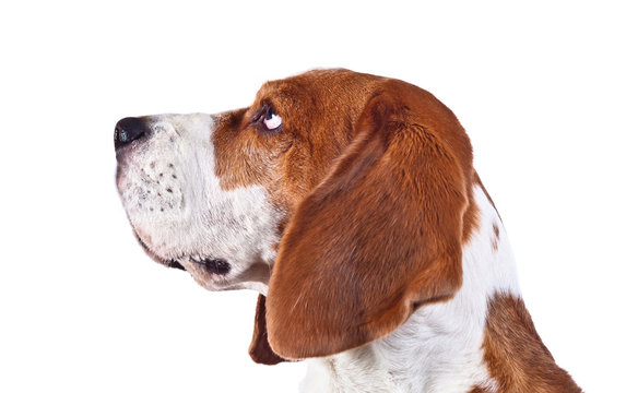 Beagle Head  On A White Background