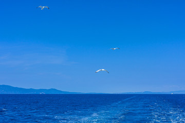Fototapeta na wymiar Flying Sea Gulls in Blue Sky