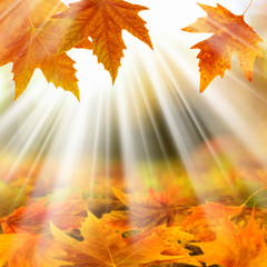 colorful leaves in autumn