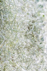 Macro image of Spanish Moss (Tillandsia usneoides)