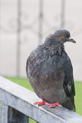 Urban pigeon looking at the camera