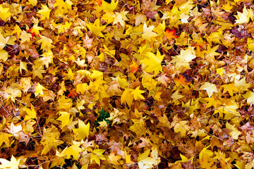 Many dry colorful autumnal leaves covering the ground

