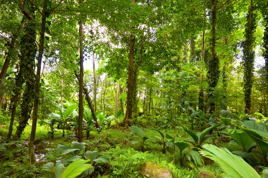 Fototapeta Tropical rain forest in Mahe Island, Seychelles