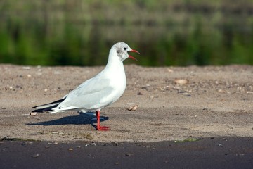 seagull on a tongue of sand
