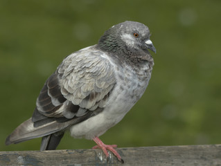 Dove