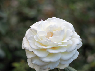 natural white rose flower close up
