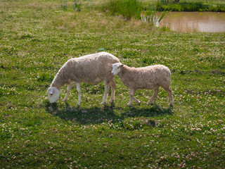 Toned picture of two sheep, adult sheep and lamb, grazing in a field with wild flowers and grass against the background of a pond with reeds