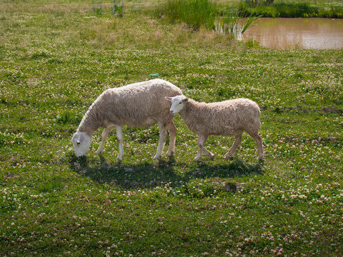 Toned picture of two sheep, adult sheep and lamb, grazing in a field with wild flowers and grass against the background of a pond with reeds