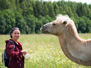 Adult woman is standing next to a camel and holds in hands cabbage on the blurry background of forest and grass