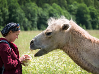 Adult woman is standing next to a camel and holds in hands cabbage on the blurry background of forest and grass