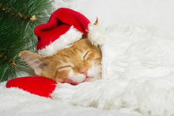 Kitten sleeping in New Year