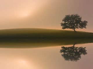 dreamy lonely tree with lake reflection