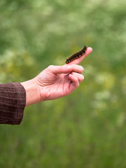 Big hairy caterpillar crawling on a hand on the blurry background