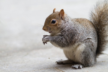 Grey Squirrel Eating 3