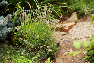 Lavender bush on a background of sandstone