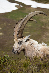 Ibex Portrait
