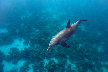 Fototapeta na wymiar Dolphin and Coral