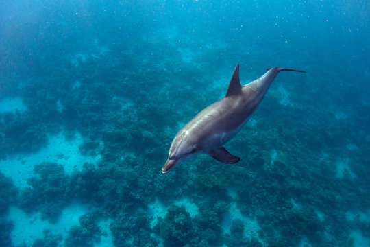 Dolphin And Coral