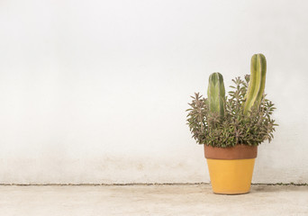 cactus planter horizontal