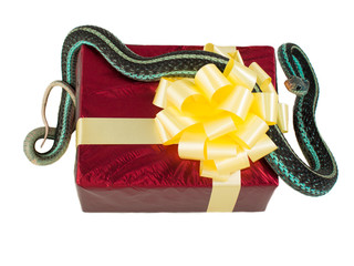 Adult snake with his tongue hanging out is on the red gift box with a yellow bow on a white background