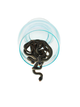 Four young snakes are inside the blue glass tube sticking his head on a white background