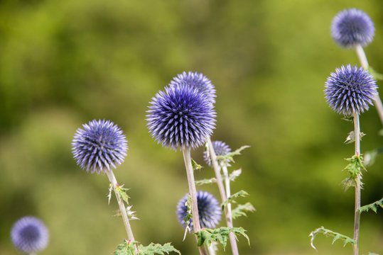 Bright blue echinops in a garden in England