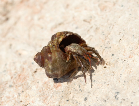 the hermit crab