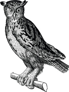 Vintage image silhouette owls