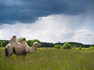 Lone camel standing in a field and eating grass on a background of forest and sky with storm clouds