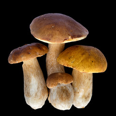 Boletus edulis (king bolete) isolated on black background. Close