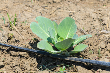 Young cabbage growing in a field with irrigation system 
