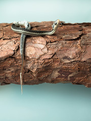 Small newborn snake with hanging skin lying on tree bark