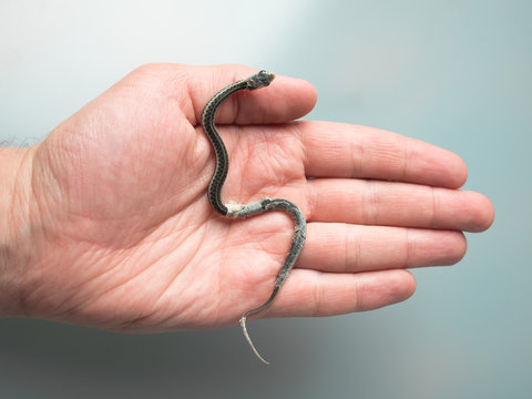 Small newborn snake with hanging skin lying on the palm