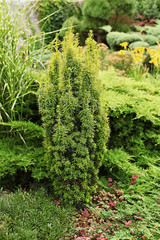 David yew - a fragment of garden landscape