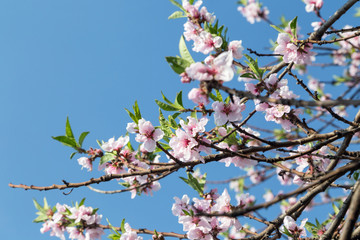 Cherry tree blossom in the spring and clear blue sky on background.