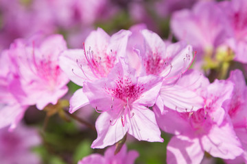 Close-up of beautiful pink Rhododendron degronianum flowers blossom in spring.
