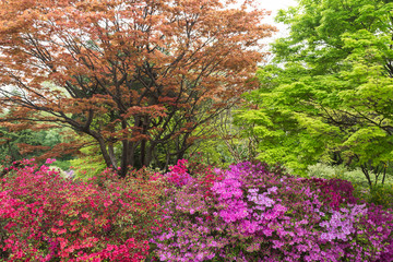 Colourful flowers and foliage on trees in the spring in Seoul, South Korea.